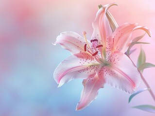A single pink lily with soft