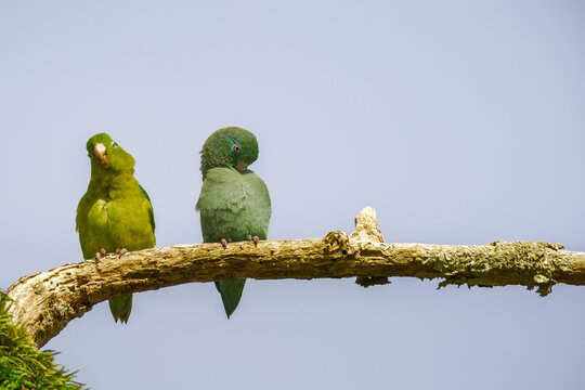 Periquitos