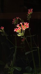 red rose in the garden