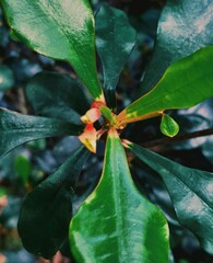 Beautyfull trees , nature plant