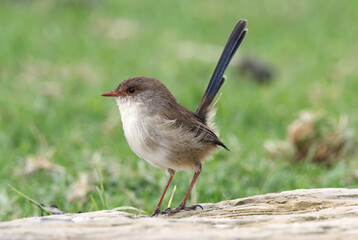 Superb Fairywren bird standing on a rock in a park