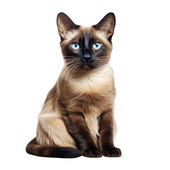 A beautiful, blue-eyed Siamese cat sits regally, staring at the camera with an air of superiority Isolated On Transparent Background PNG