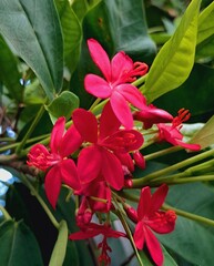 Beautyfull flowers , nature plant