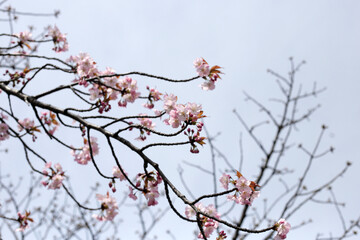 Branches of sakura flowers, cherry blossom