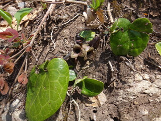 Wild ginger that grows in snowy regions