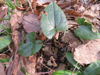 Wild ginger that grows in snowy regions