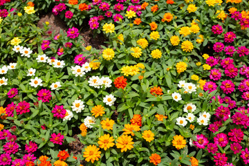 Zinnia flower in the garden