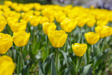 Obraz premium Beautiful tulip flower garden. The Expo 70 Commemorative Park, Osaka, Japan