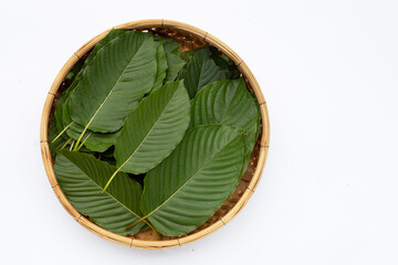 Mitragyna speciosa, Fresh kratom leaves on white background