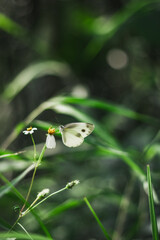 A small white butterfly on a daisy