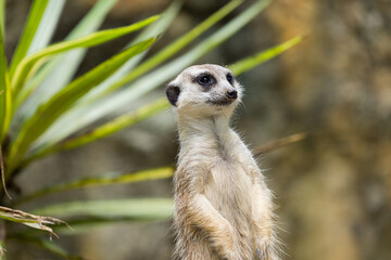 Meerkat in the zoo park