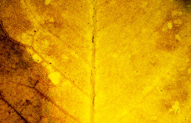 close-up yellow autumn leaves texture ( bodhi leaves )
