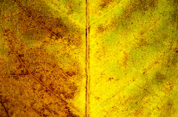  close-up yellow autumn leaves texture ( bodhi leaves ) Macro view on textured autumn brown leaf.