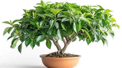 A beautiful bonsai tree in a pot, with green leaves and a twisted trunk. The tree is isolated on a white background.