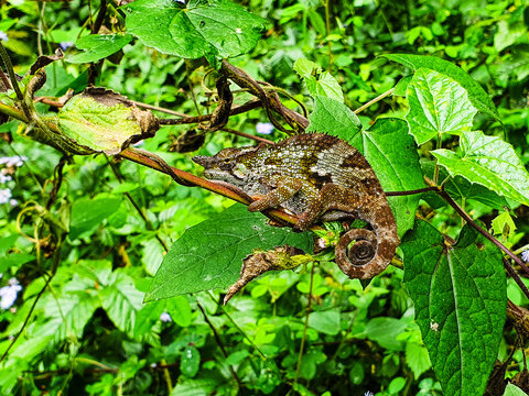 An Usambara two horned chameleon in the Usambara mountains of Tanzania.