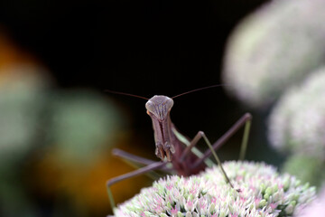 Closeup of a praying mantis