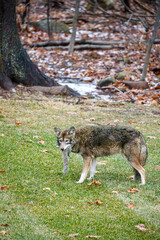 Coyote Eating Squirrel in Suburban Backyard