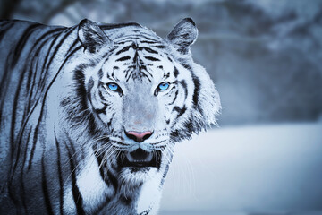 Blue eyes white tiger photography, exotic wild cat in nature, wildlife photograph images for...