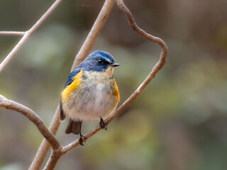 森の中で枝に留まっているルリビタキの雄