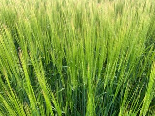 Obraz premium green wheat field