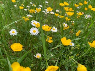 Fototapeta premium yellow dandelions in the grass