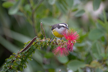 Bananaquit