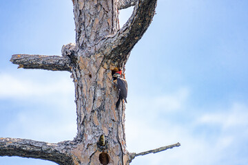 Pileated Woodpecker