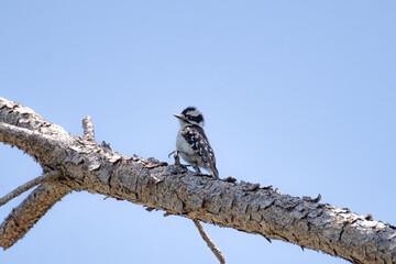 Downy Woodpecker