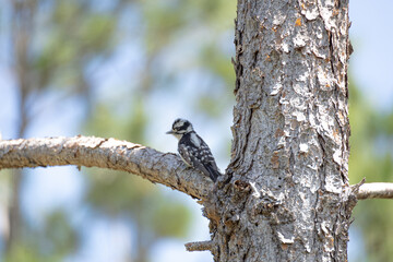 Downy Woodpecker