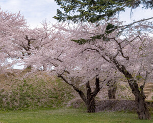 Peach blossom landscape in full bloom