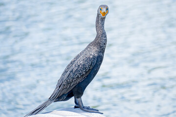 Double Crested Cormorant