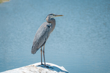 Great Blue Heron