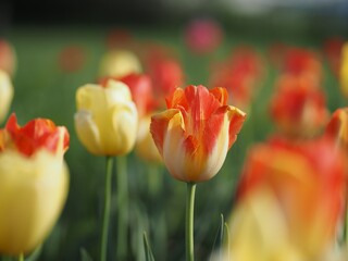 チューリップ畑の黄色と赤色のチューリップの花のアップ