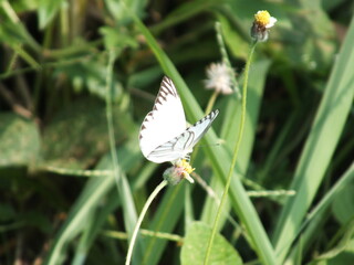 A white butterfly flies over a yellow flower
