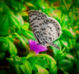 mariposa blanca y negra sobre una flor