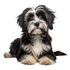 A cute Havanese puppy with long black and white fur sitting on a white background.