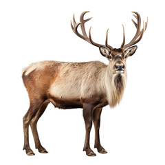A large reindeer with big antlers is standing and looking at the camera.