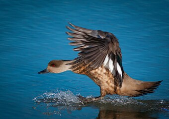 pato bajando a un lago