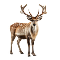 A male deer with large antlers stands in a field. The deer is looking at the camera.