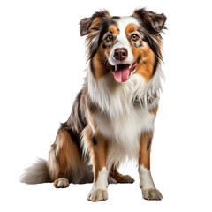 A photo of a Australian Shepherd sitting down, looking at the camera with a happy expression on its face
