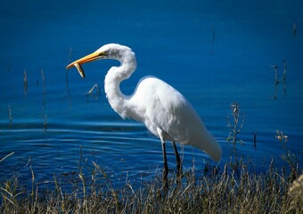 ave en el lago garza