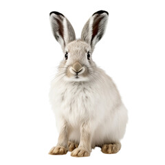 Fototapeta premium Cute white bunny looking at the camera with a curious expression.