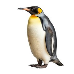 King penguin isolated on transparent background