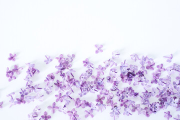 Lilac flowers and petals on white background. Flat lay, top view, copy space