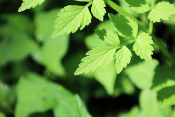 green leaves background