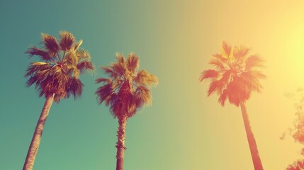 Obraz premium Three palm trees against a sunny backdrop with a blue sky in the distance and a yellow-blue gradient sky in the foreground