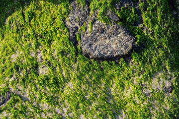Seaweed plants growing on rocks, close up.