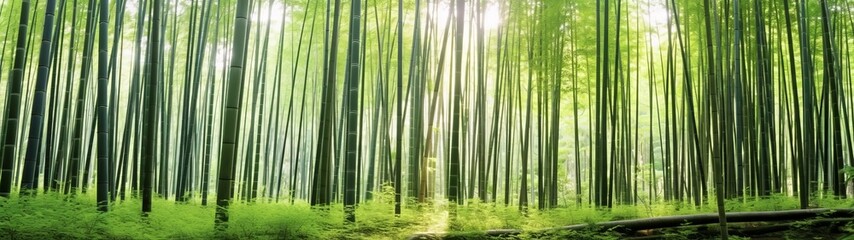 serene bamboo forest with sunlight streaming through