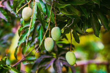 Colorful mangoes hanging on tree