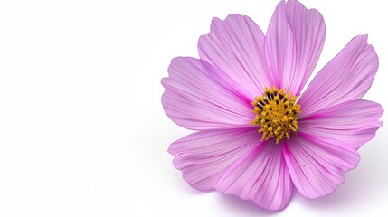   A pink flower with a yellow center on a white background The flower's center is distinctly yellow